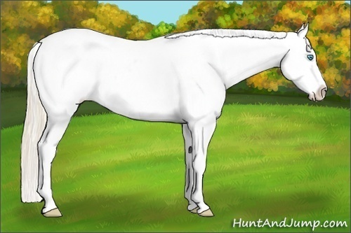 Horse Color:Perlino Varnish 