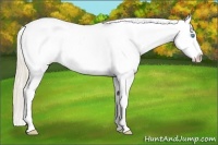 Horse Color:Perlino Varnish