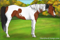 Horse Color:Gray Bay Tobiano 