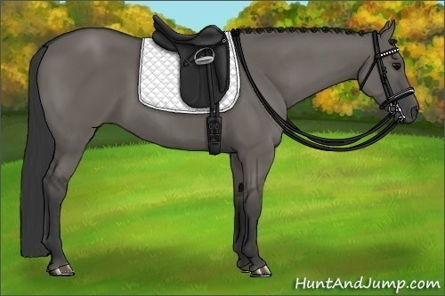 Horse Color:Grullo 