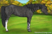 Horse Color:Black  and Black 