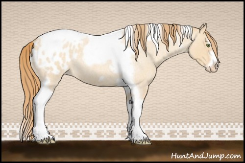 Horse Color:Gold Champagne Roan Dun Splash Tobiano Frame Appaloosa Rabicano 