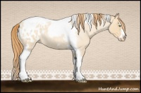 Horse Color:Gold Champagne Roan Dun Splash Tobiano Frame Appaloosa Rabicano 