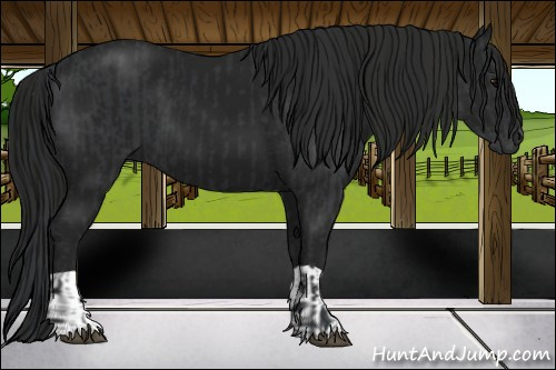 Horse Color:Black and Gray Black