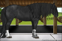 Horse Color:Black  and Gray Black 