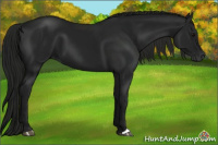 Horse Color:Gray Black 