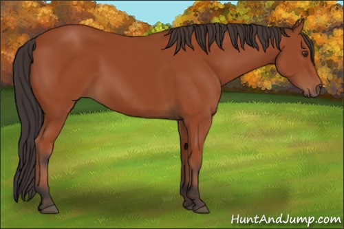 Horse Color:Brown 