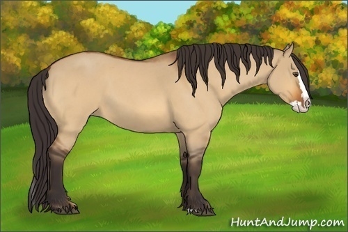 Horse Color:Buckskin Roan Dun Splash