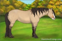 Horse Color:Buckskin Roan Dun Splash 