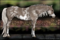 Horse Color:White Spotted Silver Black Sabino Frame