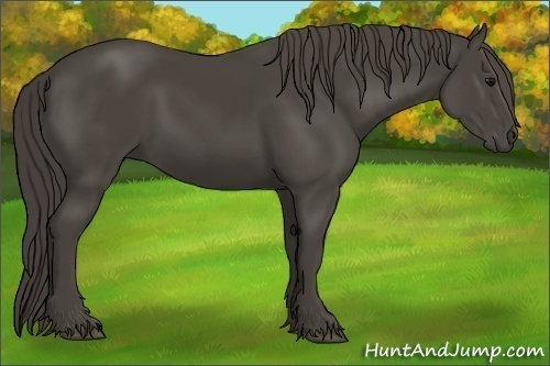 Horse Color:Smoky Black