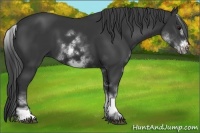 Horse Color:Unknown 