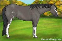 Horse Color:White Spotted Grullo