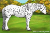 Horse Color:White Spotted Black Splash Tobiano Frame Leopard