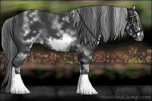 Horse Color:White Spotted Black Sabino Frame 