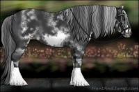 Horse Color:White Spotted Black Sabino Frame