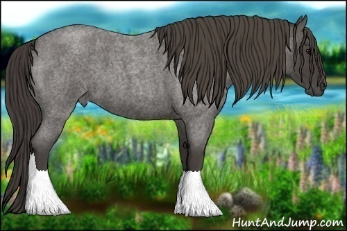 Horse Color:Smoky Blue Roan 