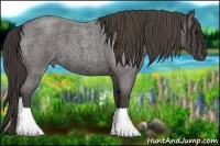 Horse Color:Smoky Blue Roan 