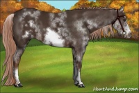 Horse Color:White Spotted Liver Chestnut Sabino Frame