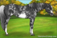 Horse Color:White Spotted Black Sabino Frame 