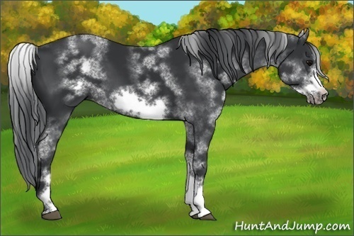 Horse Color:White Spotted Black Sabino Frame 
