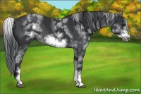 Horse Color:White Spotted Black Sabino Frame 