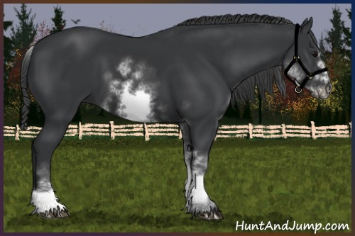 Horse Color:White Spotted Black Sabino Frame