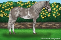 Horse Color:White Spotted Silver Black Sabino Frame