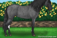 Horse Color:Blue Roan 