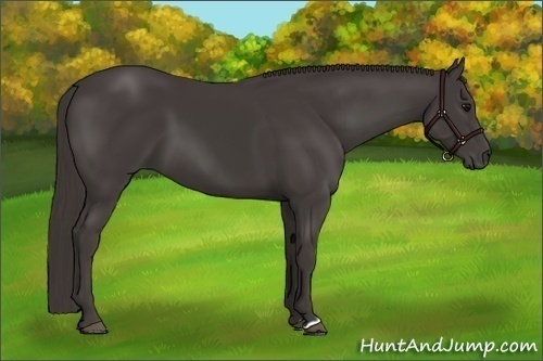 Horse Color:Smoky Black