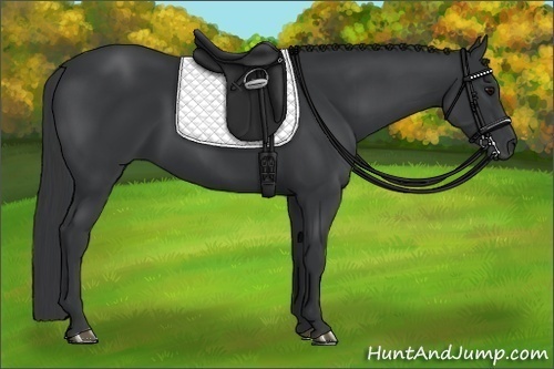 Horse Color:Black 