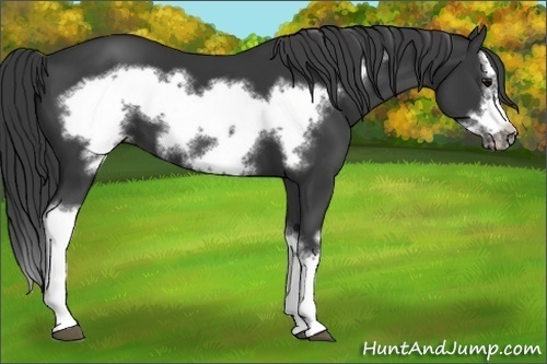 Horse Color:Black Splash Frame