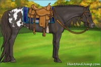 Horse Color:Smoky Black Appaloosa 