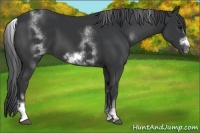 Horse Color:White Spotted Black Sabino Frame 
