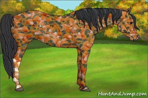 Horse Color:Black Rabicano