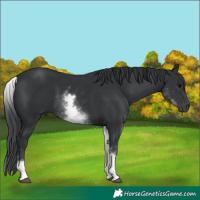 Horse Color:White Spotted Black Sabino