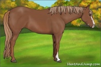 Horse Color:Chestnut Sabino