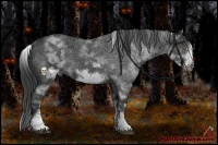 Horse Color:White Spotted Black Frame 