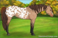 Horse Color:Bay Dun Appaloosa 