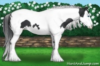 Horse Color:Black Splash Tobiano