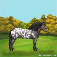 Horse Color:Grullo Appaloosa 
