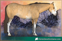 Horse Color:Buckskin Dun Sabino Rabicano