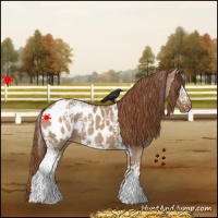 Horse Color:White Spotted Red Dun Blanket Rabicano