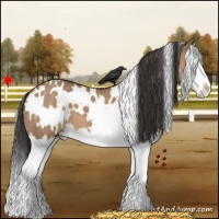 Horse Color:White Spotted Bay Dun Splash 