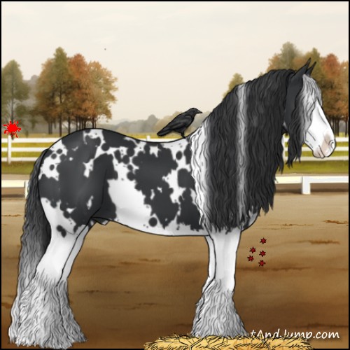 Horse Color:White Spotted Black Splash 