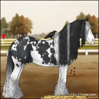 Horse Color:White Spotted Black Splash