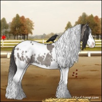 Horse Color:White Spotted Grullo Splash Blanket Rabicano 