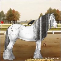 Horse Color:White Spotted Grullo Splash Varnish 