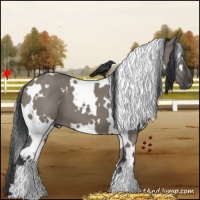 Horse Color:White Spotted Grullo
