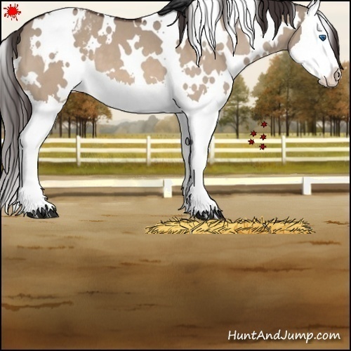 Horse Color:White Spotted Brown Dun Splash Appaloosa 